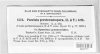 Puccinia peridermiospora image